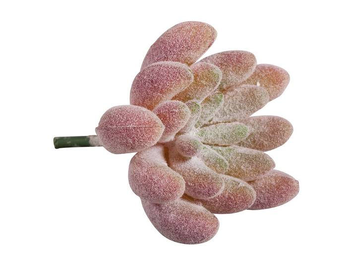 Rayher Mini-Sukkulente Echeveria 4 × 2.5 cm
