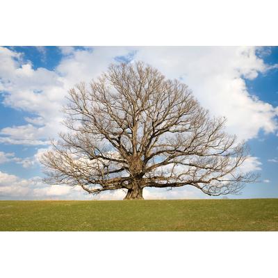 Papermoon "Baum in Landschaft"