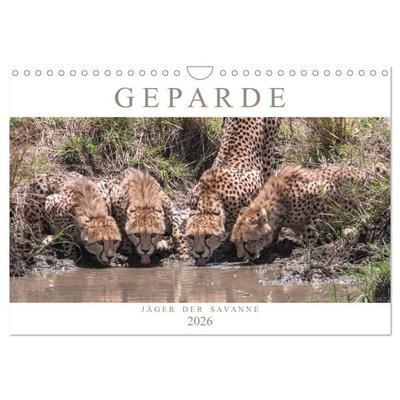 Geparde - Jäger der Savanne (Wandkalender 2026 DIN A4 quer), CALVENDO Monatskalender
