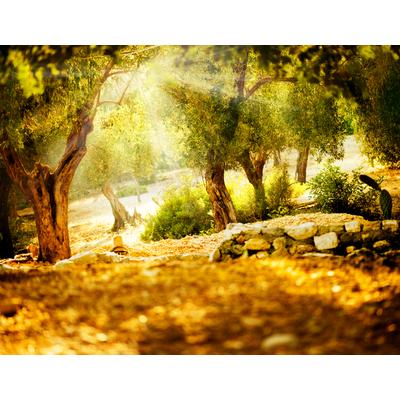Fototapete PAPERMOON "Olive Trees", bunt, B:2m L:1,49m, Vlies, Tapeten