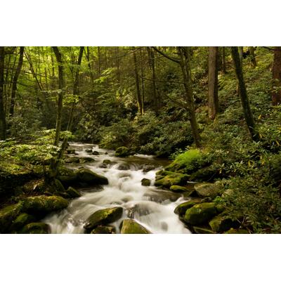 Fototapete PAPERMOON "BACH IM WALD-BÄUME FLUSS SEE STEINE BLUMEN BERGE SONNE", bunt, B:3,5m L:2,6m, Vlies, Tapeten