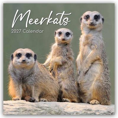 Meerkats – Erdmännchen 2027 – 16-Monatskalender