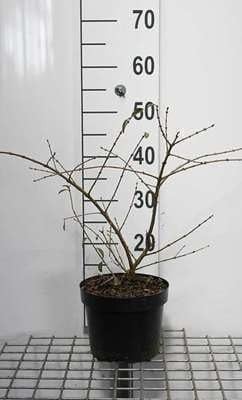 Set van 2 Ligustrum obtusifolium Massif in 25-30 cm pot