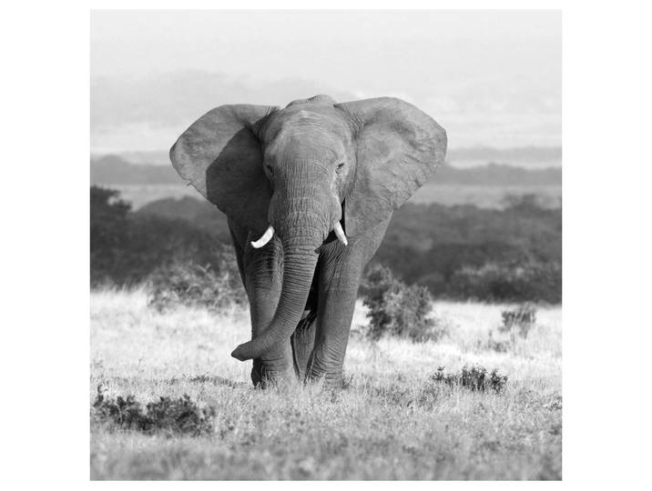 Acrylglasbild Elefant in Der Steppe image LAND