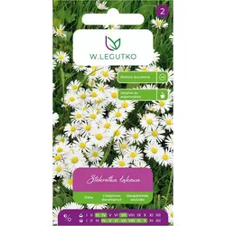 Gänseblümchen, Wiesen-Gänseblümchen – weiß