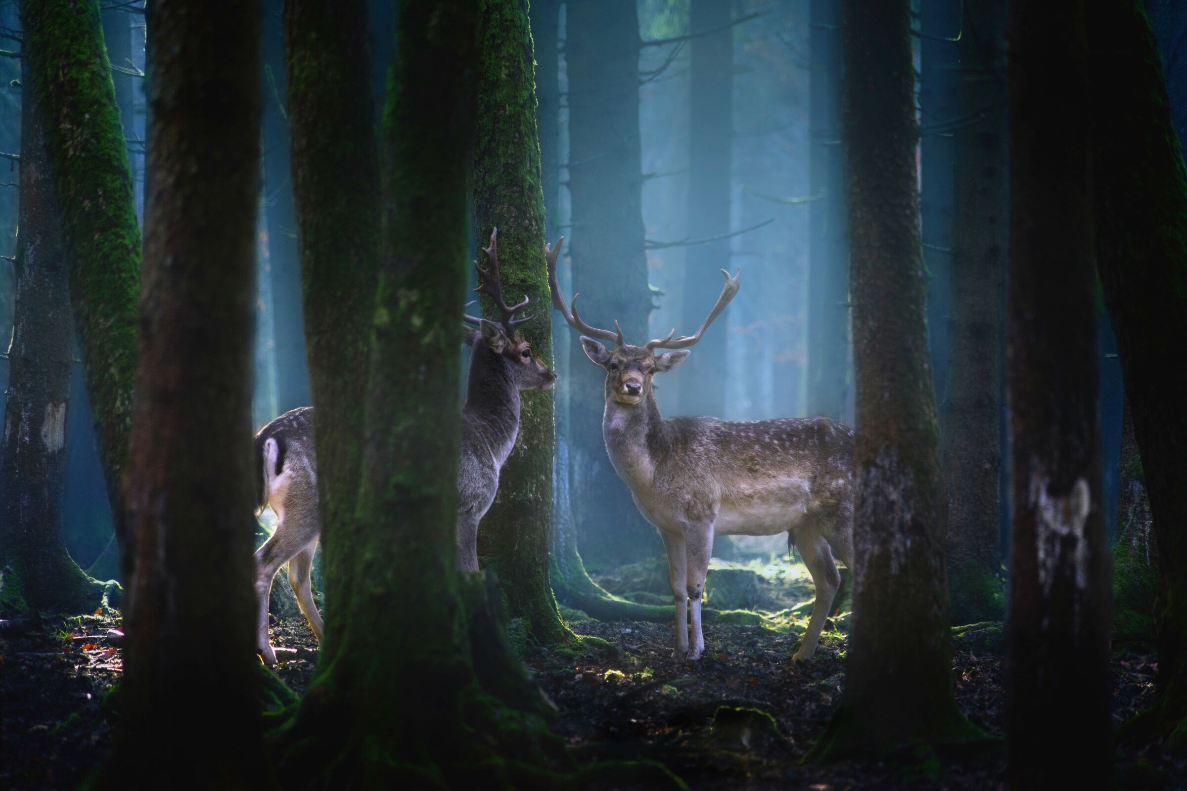 Fototapete PAPERMOON "Photo-Art PATRICK AUREDNIK, REHE", bunt, B:3m L:2,23m, Vlies, Tapeten, Fototapete bunt B/L: 3m x 2,23m, Bahnen: 6 Stk.
