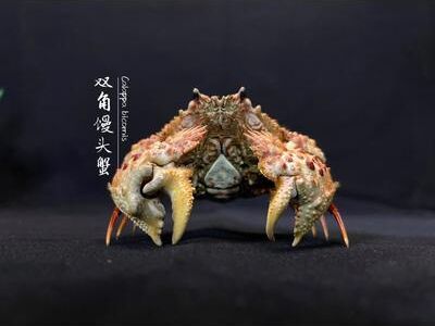 Inspire Essentials Real Crab Specimen Display Collectible Ocean Decor Desk Ornament 3