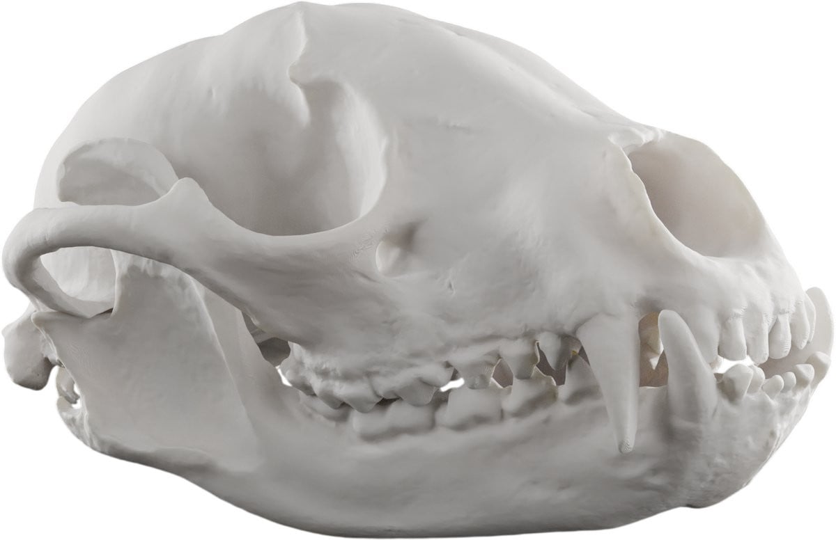 Wasbeer schedel decoratie replica - Wit - Anatomisch model