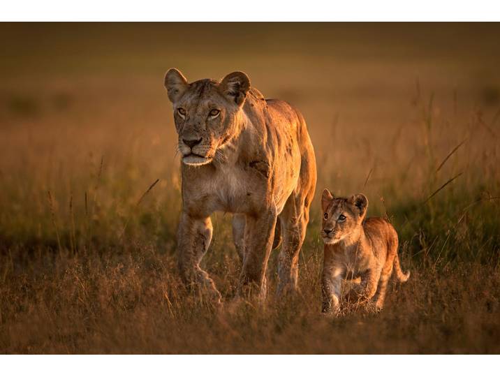 Fototapete PAPERMOON Photo-Art XAVIER ORTEGA, MOM LÖWIN MIT CUB , bunt, B:5m L:2,8m, Vlies, Tapeten, Fototapete