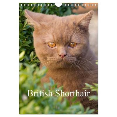 British Shorthair (Wall Calendar 2027 DIN A4 portrait), CALVENDO 12 Month Wall Calendar