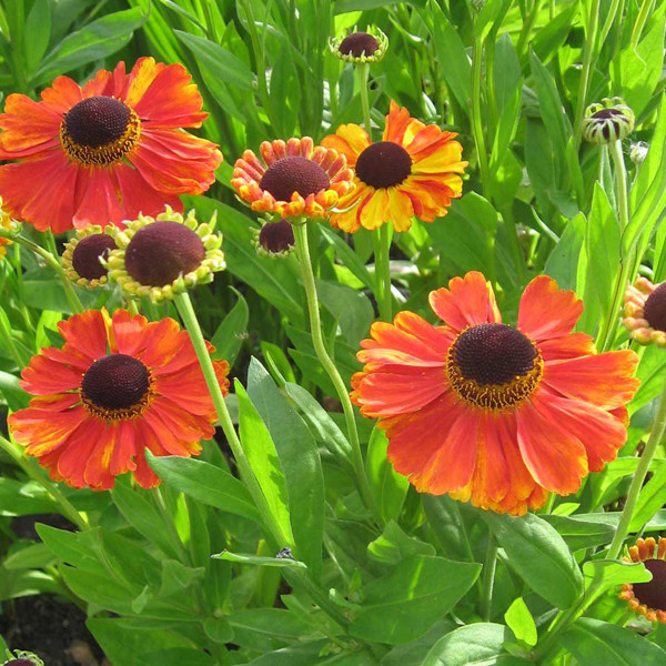 6x Zonnebloem Helenium Kupferzwerg in pot van 9x9 cm van Arborix