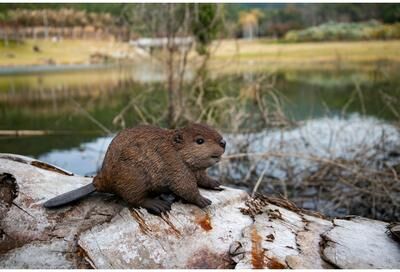 Hi-Line Gift American Beaver Cub Statue