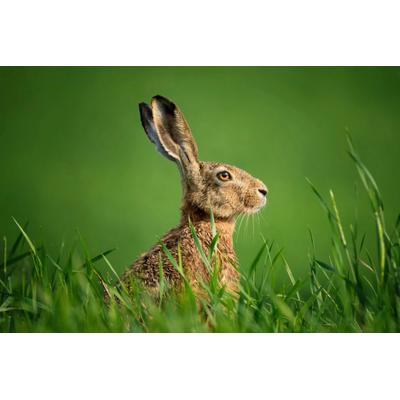 Fototapete PAPERMOON "hase in wiese", bunt, B:2,5m L:1,86m, Vlies, Tapeten