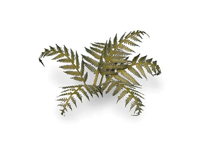 Gamers Grass Laser Plants Bracken