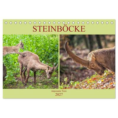 Steinböcke - imposante Tiere (Tischkalender 2027 DIN A5 quer), CALVENDO Monatskalender