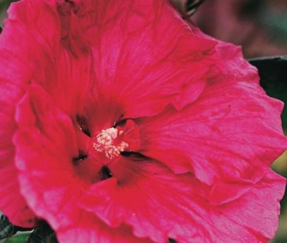 XXL Hibiscus moscheutos Robert Fleming Reusachtige vaste hibiskus