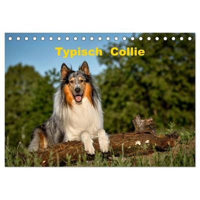 Typisch Collie (Tischkalender 2027 DIN A5 quer), CALVENDO Monatskalender