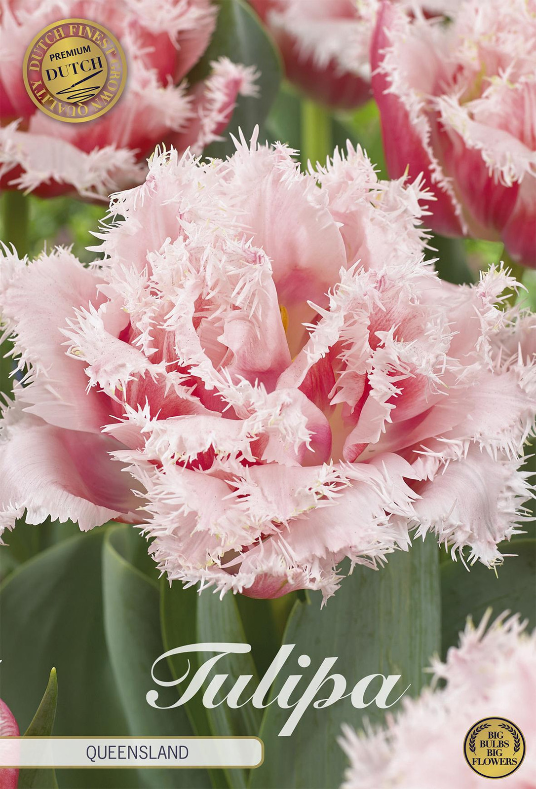 Sam van Schooten Tulpenbollen Queensland (7 stuks)