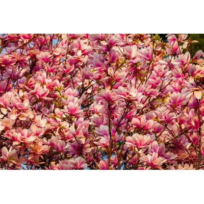 Fototapete PAPERMOON "Blüten Baum", bunt, B:3m L:2,23m, Vlies, Tapeten