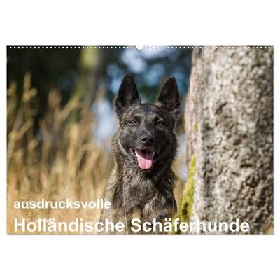 ausdrucksvolle Holländische Schäferhunde (Wandkalender 2027 DIN A2 quer), CALVENDO Monatskalender