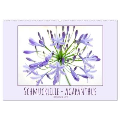 Schmucklilie - Agapanthus (Wandkalender 2027 DIN A2 quer), CALVENDO Monatskalender