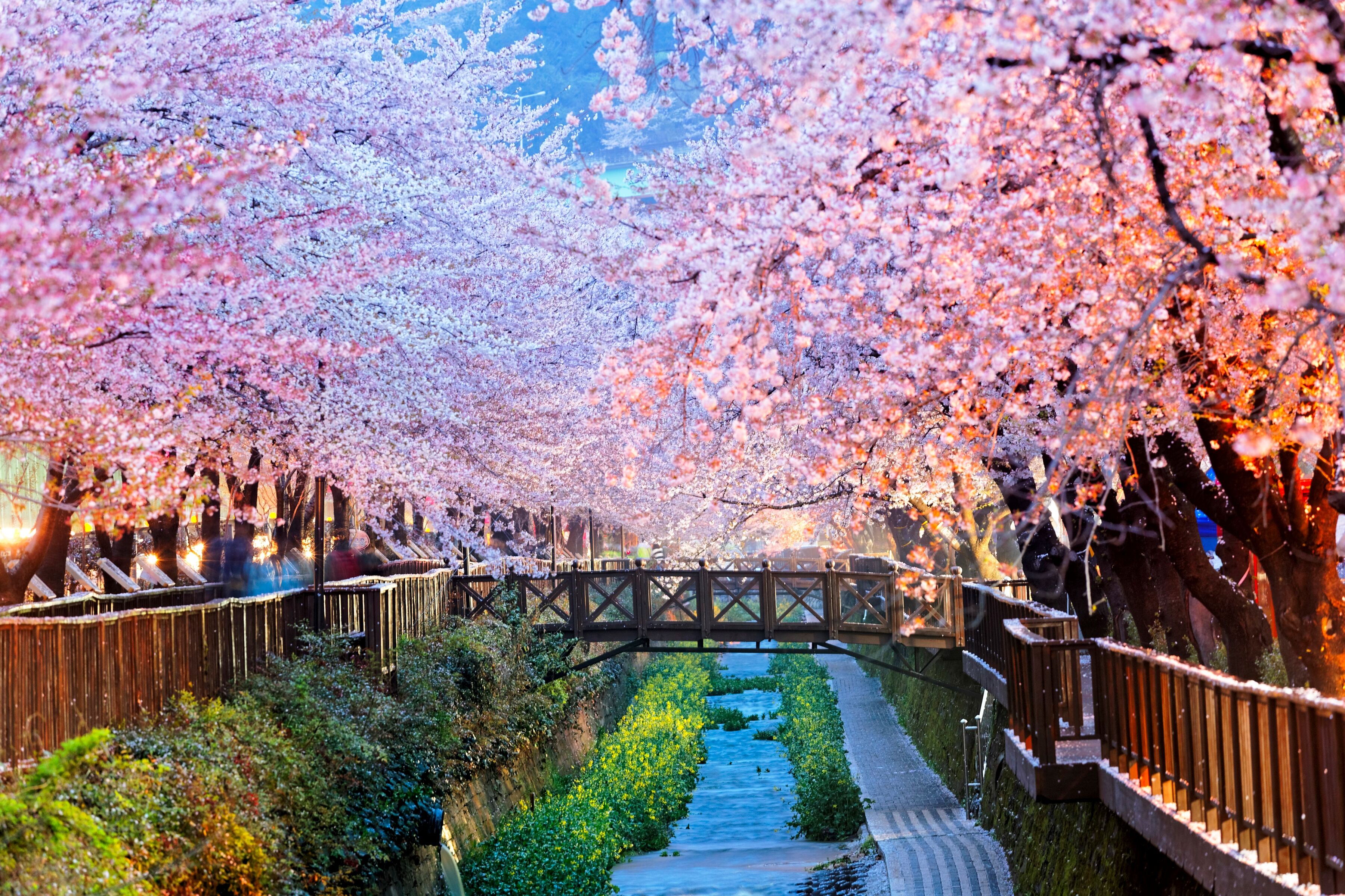 Fototapete PAPERMOON "Cherry Blossoms Busan City", bunt, B:3m L:2,23m, Vlies, Tapeten, Fototapete bunt B/L: 3m x 2,23m, Bahnen: 6 Stk.