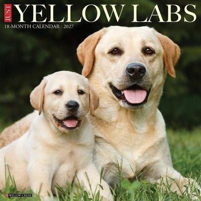 Yellow Labs 2027 12 X 12 Wall Calendar