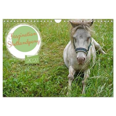 Faszination Shetlandpony (Wandkalender 2027 DIN A4 quer), CALVENDO Monatskalender