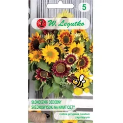Mittlere bis hohe Sonnenblume, einzeln, Schnittblume, Mischung