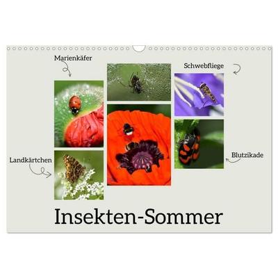 Insekten-Sommer (Wandkalender 2027 DIN A3 quer), CALVENDO Monatskalender