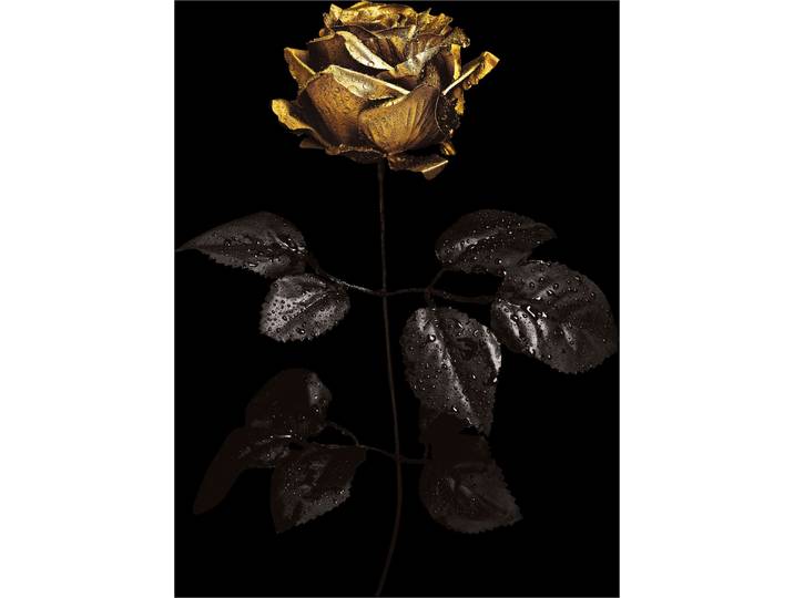 Acrylglasbild QUEENCE Wandbild, Goldbild, Bild Rose mit Blattgold veredelt , bunt (farbe bild(er): schwarz,gold,grau), B:80cm H:120cm, Acrylglas, Bilder, Acrylglasbild, Handveredelt mit Blattgold für eine edle und zeitlose Optik.