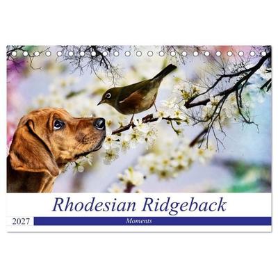 Rhodesian Ridgeback - Moments (Tischkalender 2027 DIN A5 quer), CALVENDO Monatskalender