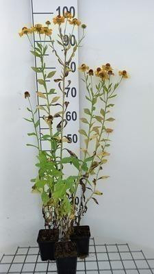6 x Helenium hybr. Goldrausch Zonnebloem in pot van 9 x 9 cm van GRDplanten