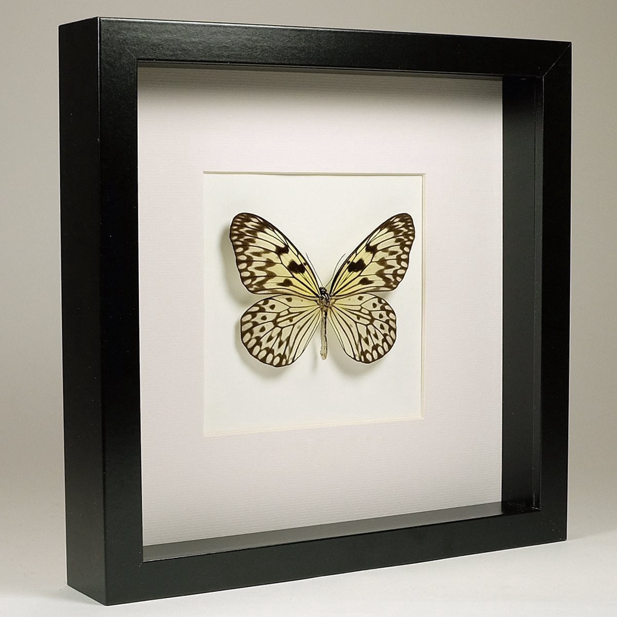 Opgezette vlinder Idea leuconoe obscura in zwarte lijst, 25 x 25 cm