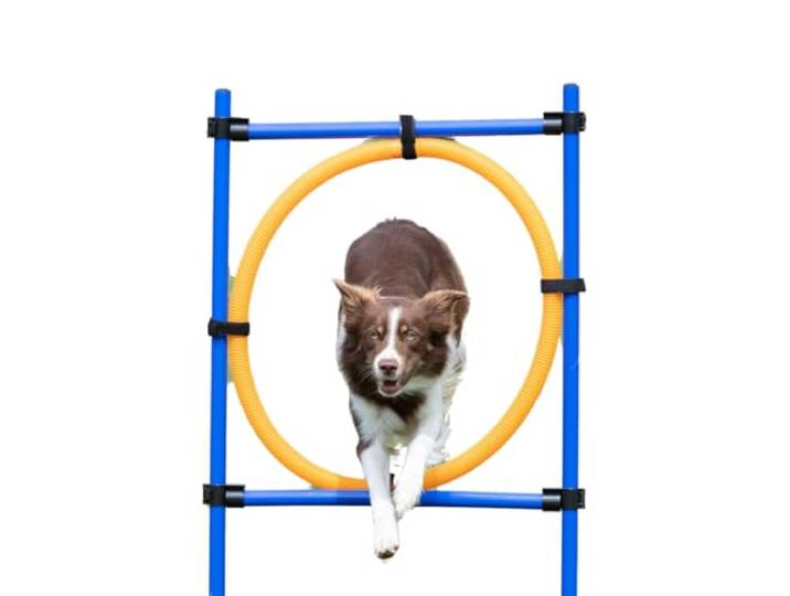 TRIXIE Hond Agility Ring - Hondensprong met in hoogte verstelbare band - Hond Agility Ring - Ideaal voor beginners en gevorderden - voor hond hindernisbaan - 3208