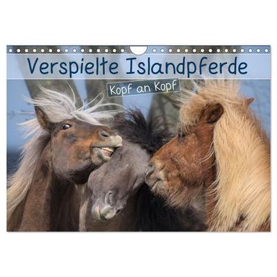 Verspielte Islandpferde Kopf an Kopf (Wandkalender 2026 DIN A4 quer), CALVENDO Monatskalender