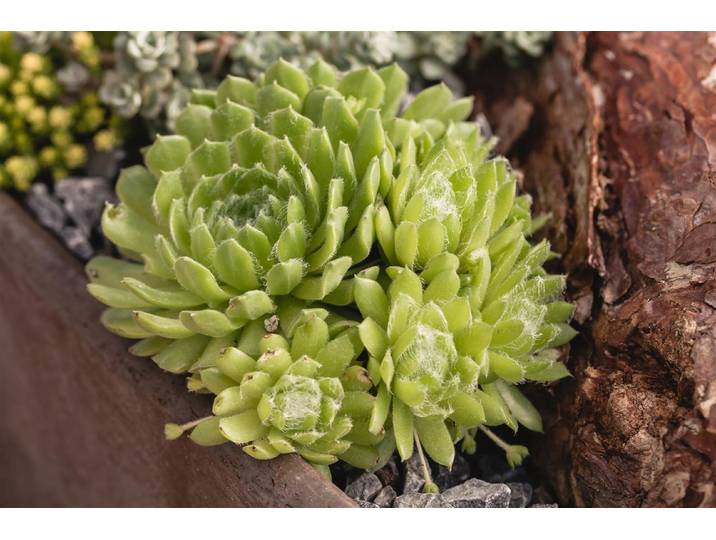 Hauswurz (Sempervivum, grün), Topfgrösse Ø12cm