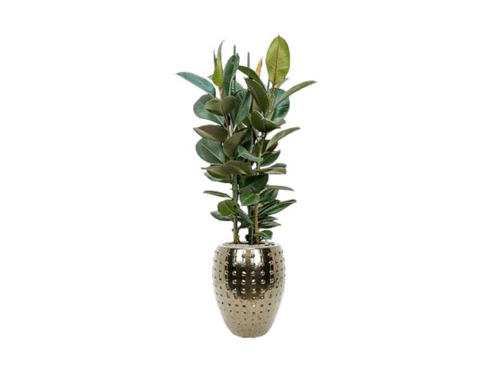 Pflanzen Arrangement „Ficus elastica 'Robusta' in Laos“ Keramik Baq Design
