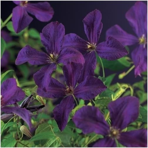 Clematis Polish Spirit paarse klimplant 30-50 cm inclusief pot