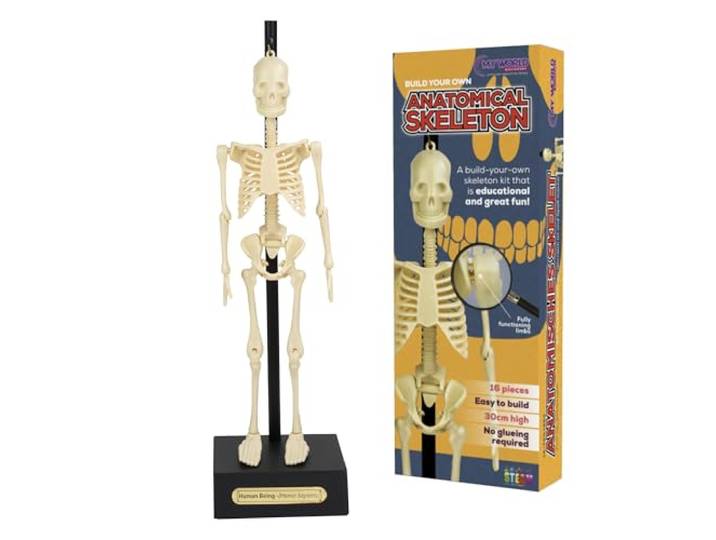 Anatomisch skelet