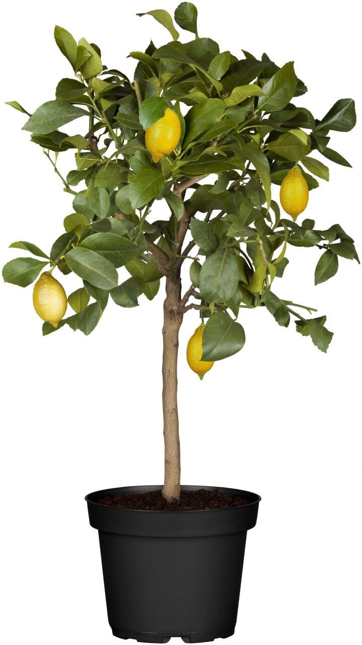 Pflanzen Zitronenbaum Citrus Limon H ca 80 cm 23 cm Topf