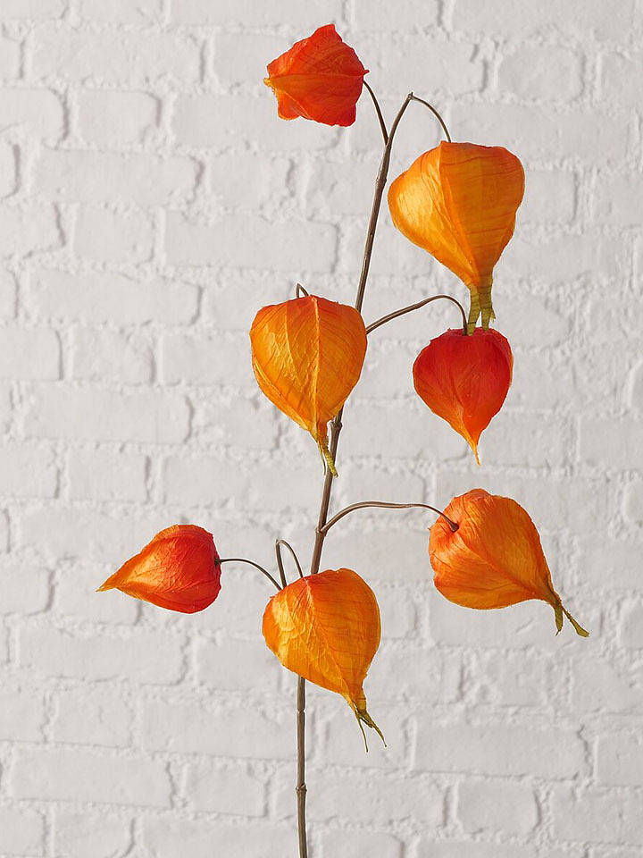 Boltze Dekozweig "Physalis" in Orange - (H)15 cm - onesize