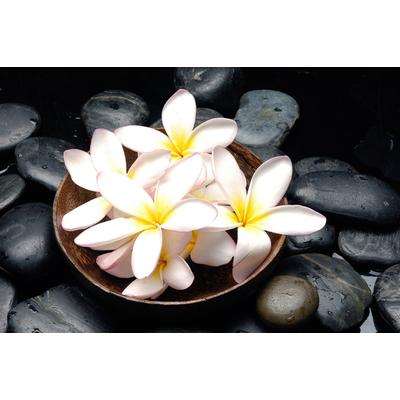 Fototapete PAPERMOON "Blumen mit Steinen", bunt, B:3m L:2,23m, Vlies, Tapeten