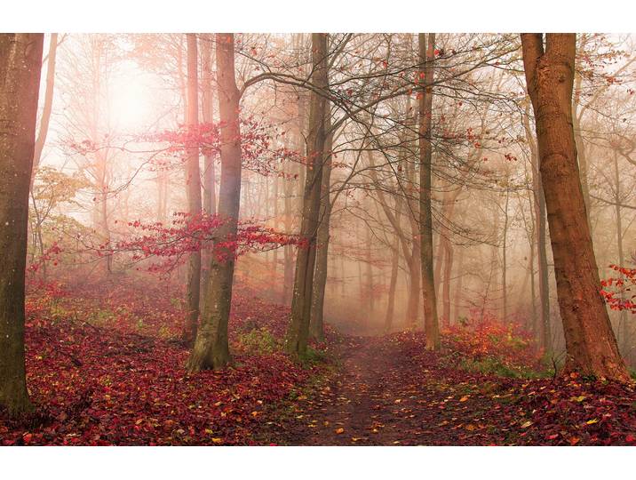 Fototapete PAPERMOON Photo-Art LEIF LONDAL, WALDSZENE IM NOVEMBER , bunt, B:2m L:1,49m, Vlies, Tapeten, Fototapete