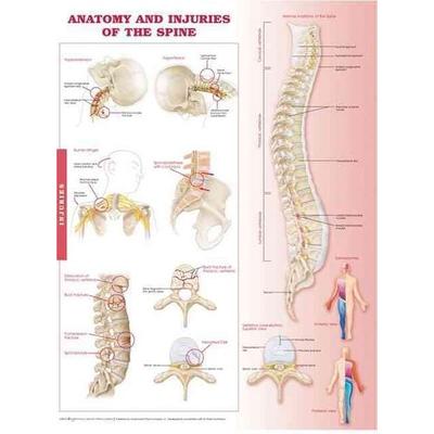 Anatomy and Injuries of the Spine, Nonbook von Tbd, Ingram Publishers Services, 978-0-7817-8666-9