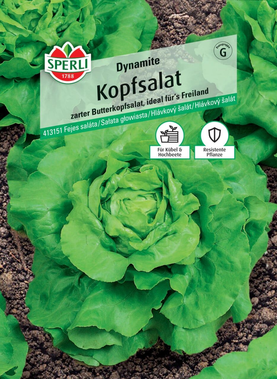 Sperli Kopfsalat Dynamite