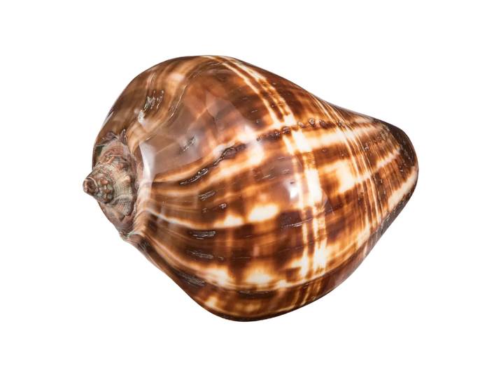 Muschel Muschel, Terrea, braun