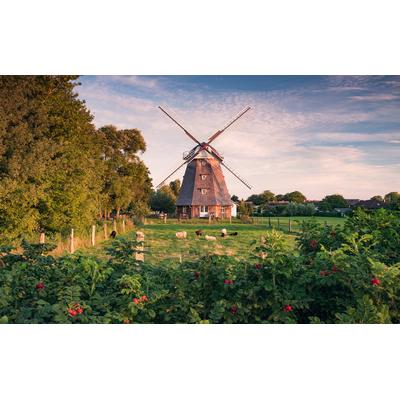 Vliestapete KOMAR "Digitaldruck Vlies - Tage wie Diese - Größe 450 x 280 cm", bunt, B:450m L:280m, Vlies, Tapeten, Wohnzimmer, Schlafzimmer