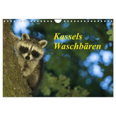Kassels Waschbären (Wandkalender 2027 DIN A4 quer), CALVENDO Monatskalender