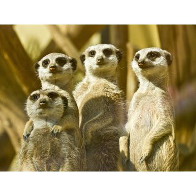 Fototapete PAPERMOON "Erdmännchen Familie", bunt, B:2,5m L:1,86m, Vlies, Tapeten